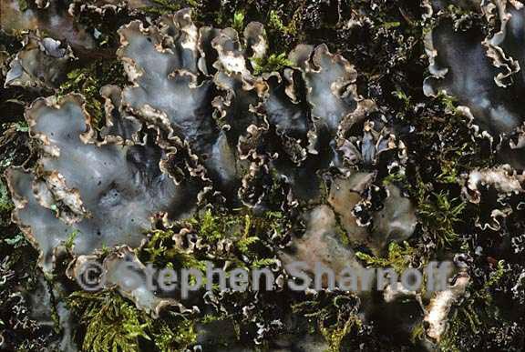 peltigera elizabethae 5 graphic