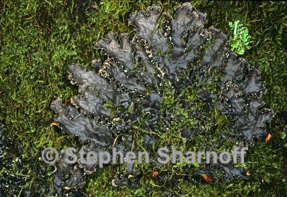 peltigera elizabethae 6 graphic