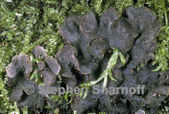 peltigera evansiana 1 graphic