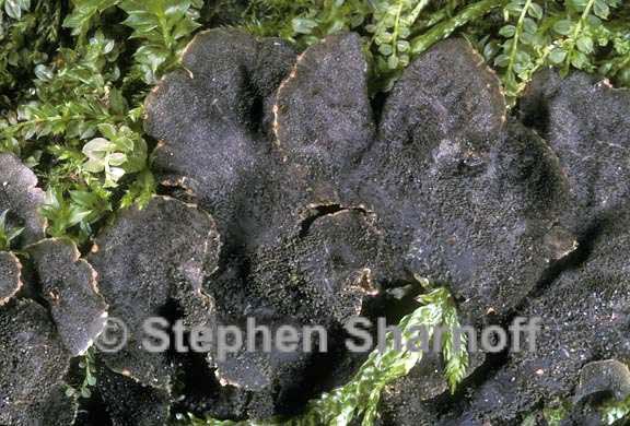 peltigera evansiana 2 graphic