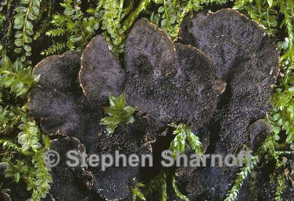 peltigera evansiana 3 graphic