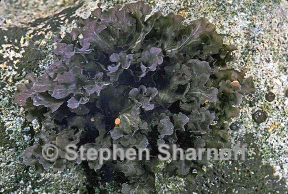 peltigera gowardii 1 graphic