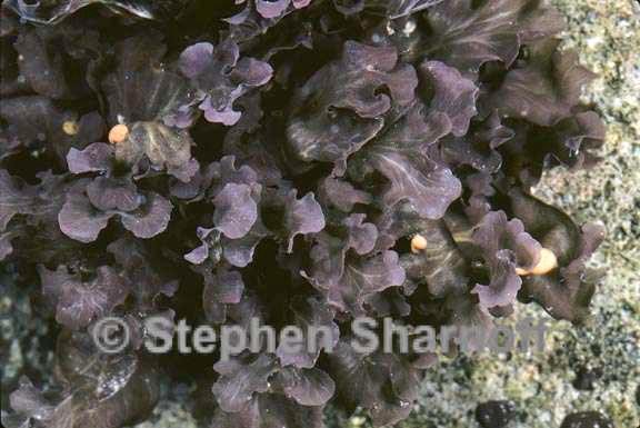 peltigera gowardii 3 graphic