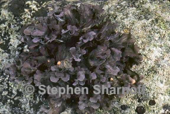 peltigera gowardii 4 graphic