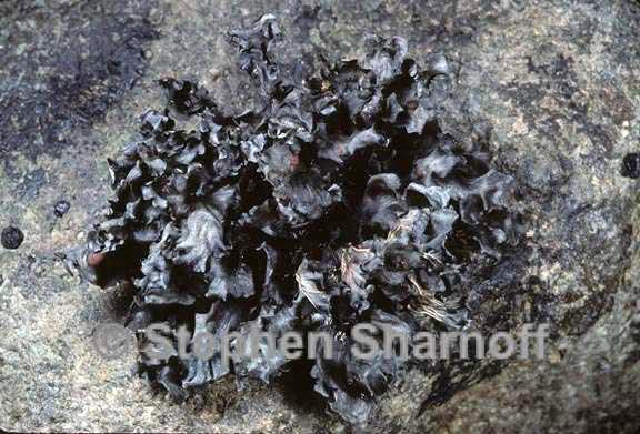 peltigera gowardii 6 graphic