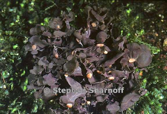 peltigera gowardii 7 graphic