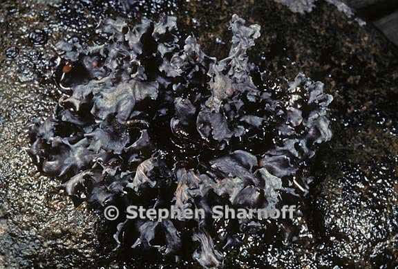 peltigera gowardii 8 graphic