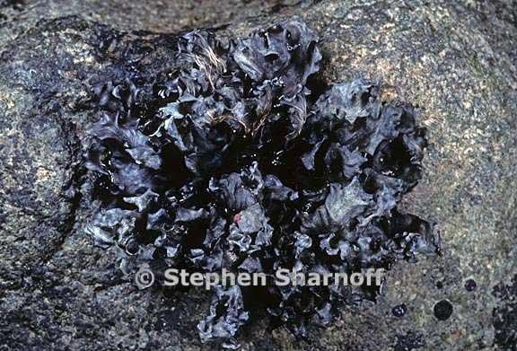 peltigera gowardii 9 graphic