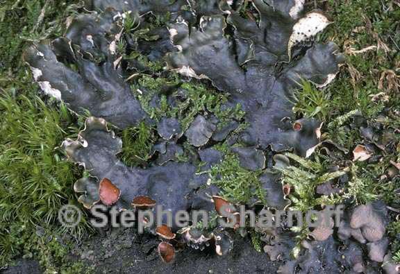 peltigera horizontalis 2 graphic