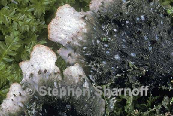 peltigera horizontalis 4 graphic