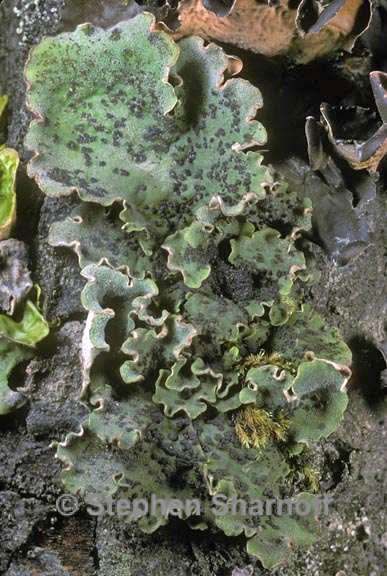 peltigera latiloba 1 graphic