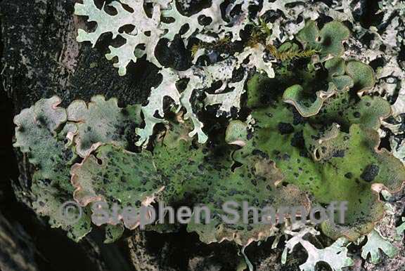 peltigera latiloba 3 graphic