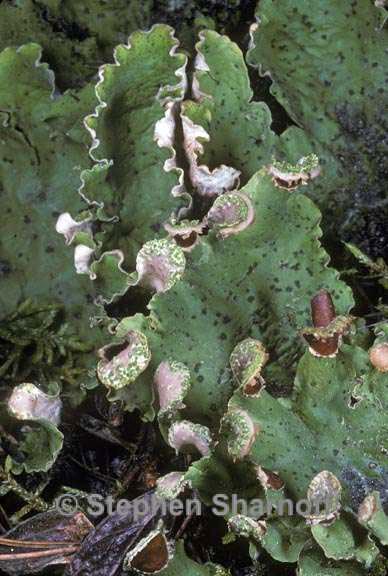 peltigera leucophlebia 1 graphic