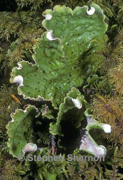 peltigera leucophlebia 2 graphic