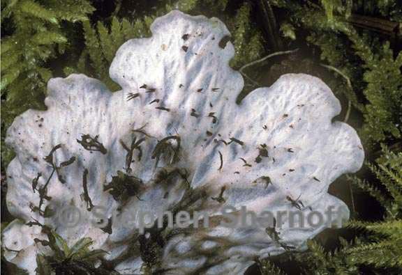 peltigera leucophlebia 5 graphic