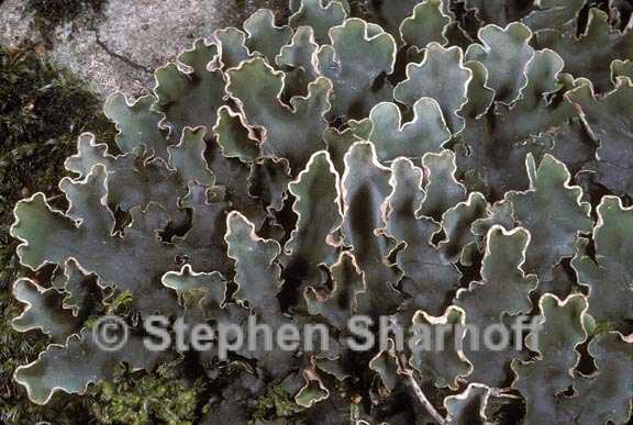 peltigera malacea 1 graphic