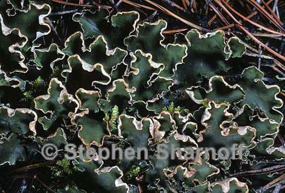 peltigera malacea 10 graphic