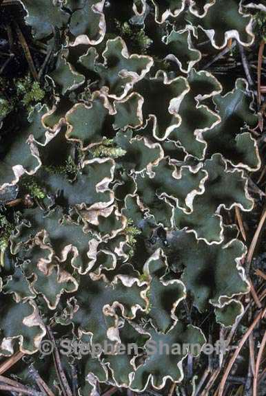 peltigera malacea 2 graphic