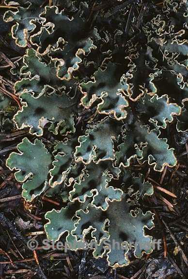 peltigera malacea 9 graphic