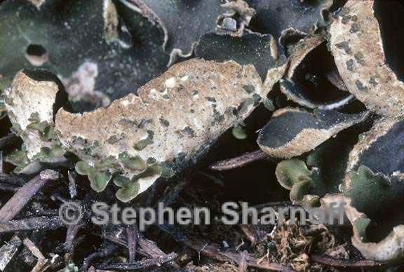 peltigera malacea probably graphic