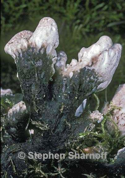 peltigera malacea 2 graphic