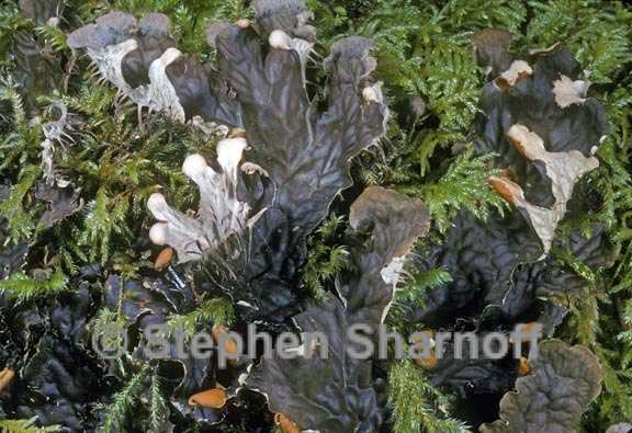 peltigera membranacea 1 graphic