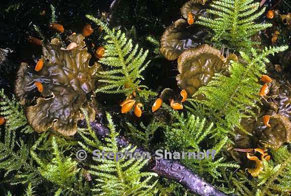 peltigera membranacea 12 graphic