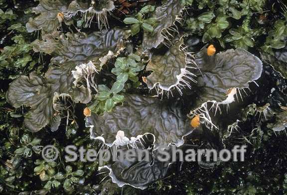 peltigera membranacea 2 graphic