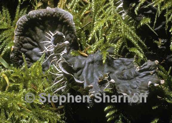 peltigera membranacea 4 graphic