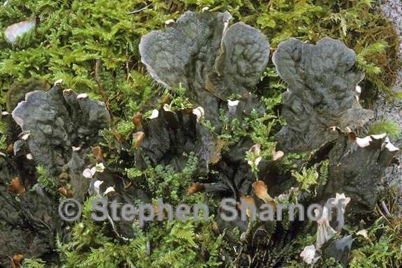 peltigera membranacea 6 graphic