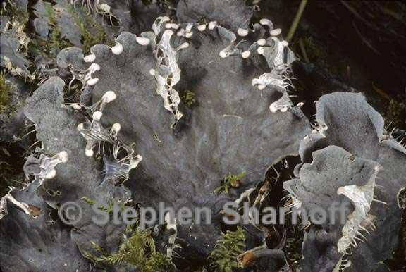 peltigera membranacea 7 graphic