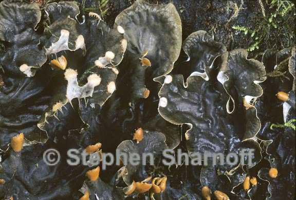 peltigera membranacea 8 graphic