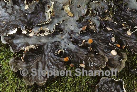 peltigera membranacea 9 graphic