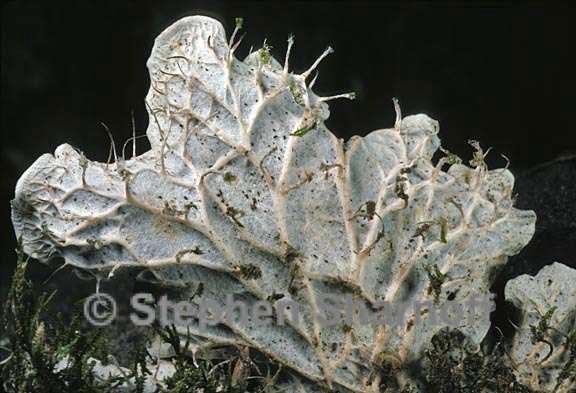 peltigera membranacea underside 2 graphic