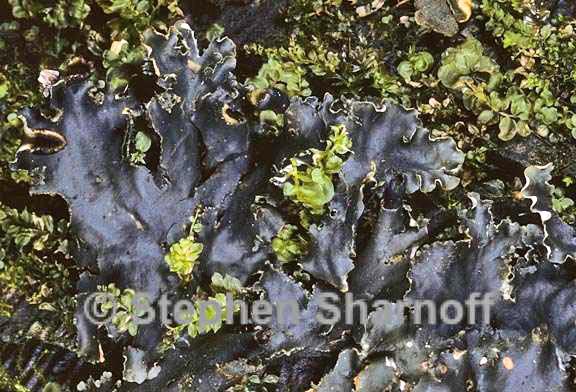 peltigera neckeri 4 graphic