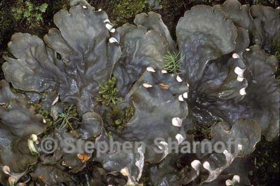 peltigera neopolydactyla 1 graphic