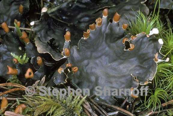 peltigera neopolydactyla 3 graphic