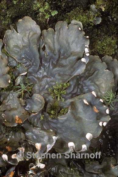 peltigera neopolydactyla 4 graphic