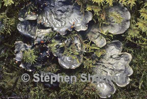 peltigera neopolydactyla 5 graphic