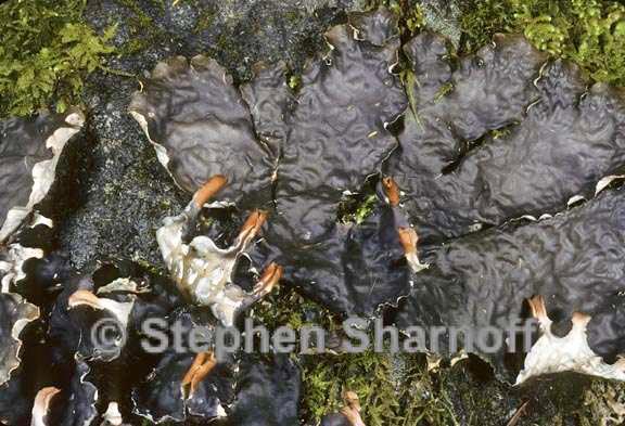 peltigera neopolydactyla 6 graphic