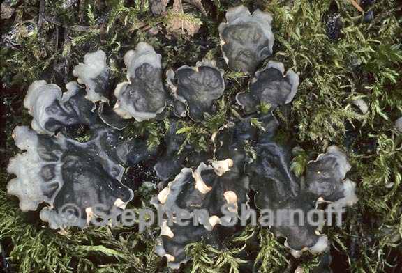 peltigera neopolydactyla 7 graphic