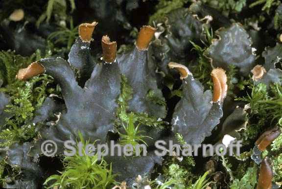 peltigera polydactylon 1 graphic