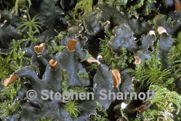 peltigera polydactylon 2 graphic