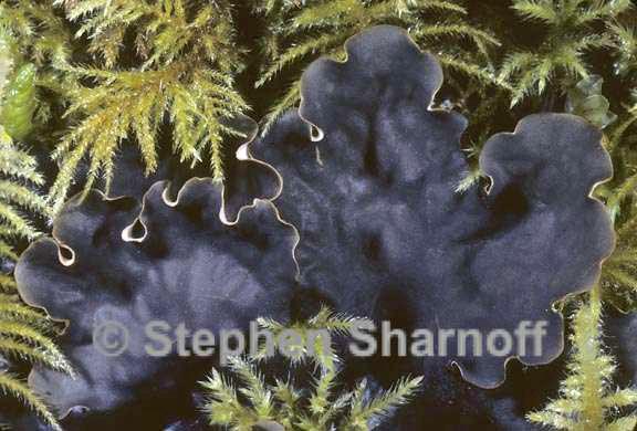 peltigera polydactylon group graphic