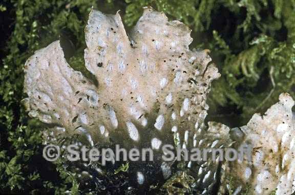 peltigera polydactylon 5 graphic