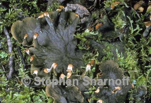 peltigera ponojensis 1 graphic