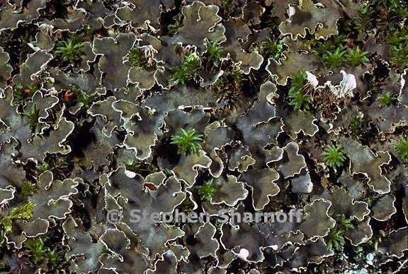 peltigera ponojensis 10 graphic