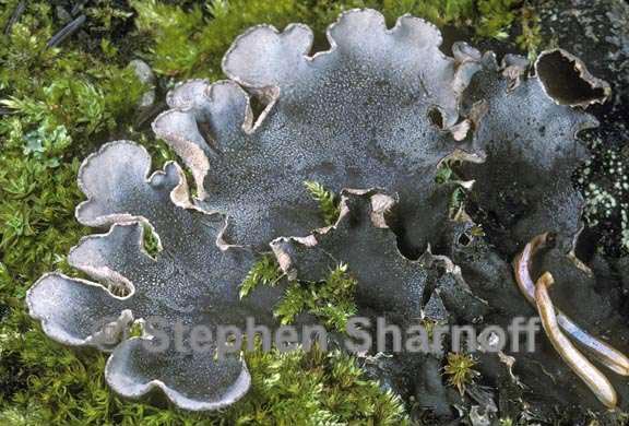 peltigera ponojensis 3 graphic