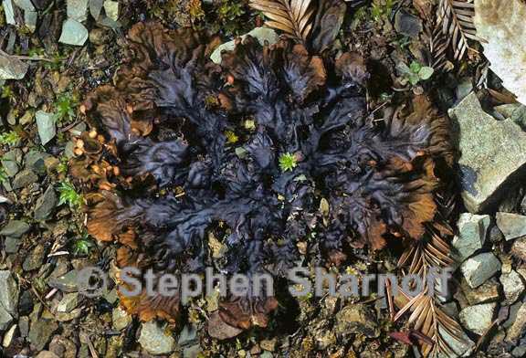 peltigera ponojensis 4 graphic