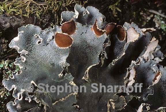 peltigera ponojensis 7 graphic